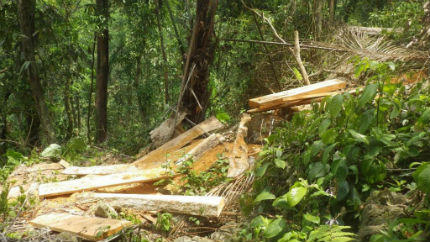 Theo dấu “lâm tặc” trong rừng Thượng Hóa